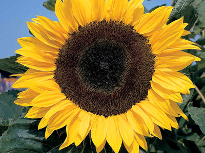 Sunflower 'Giant Single' with large golden-yellow petals surrounding a dark brown central disc, growing above broad green foliage.