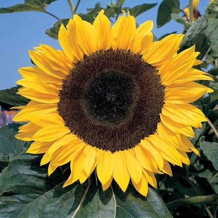 Sunflower Seeds 'Allsorts' 4 in 1 Collection