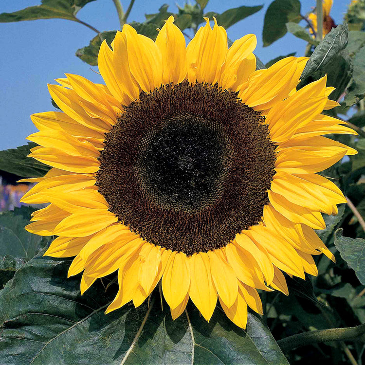 Sunflower Seeds 'Giant Single'