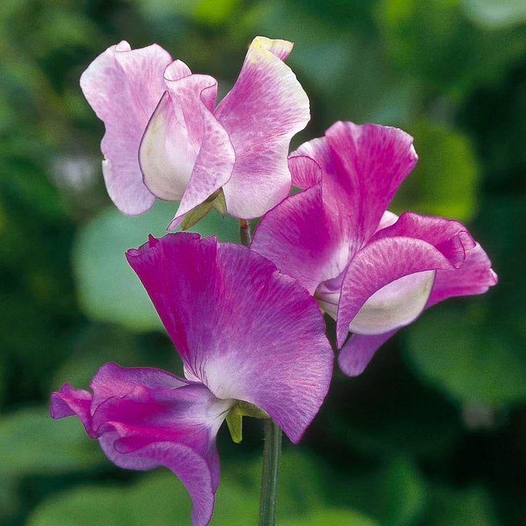 Scent-Tastic Seeds Collection