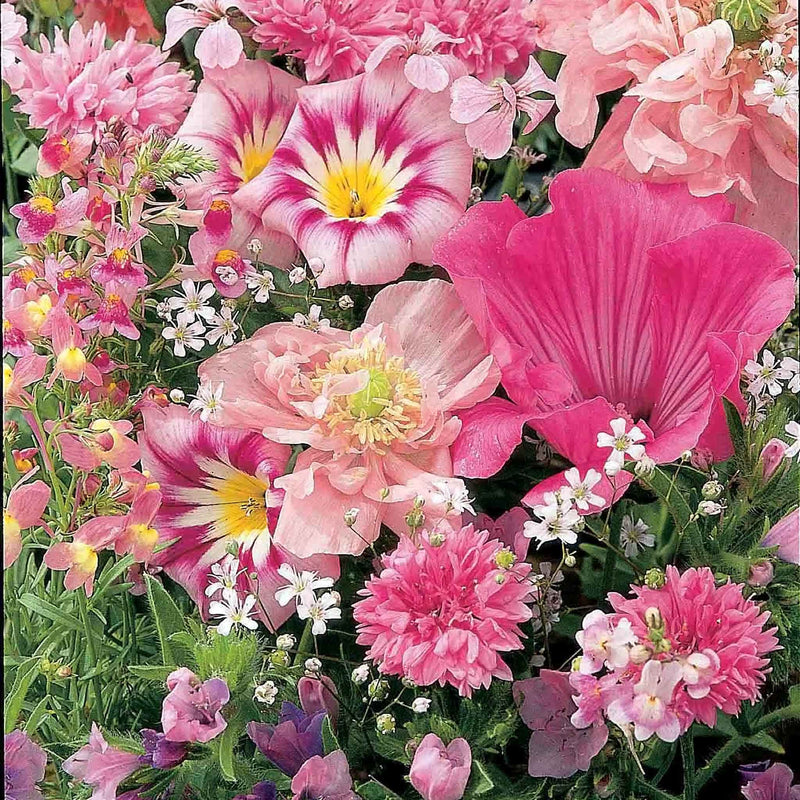 Mixed Annuals Seeds 'Sea Of Pink'