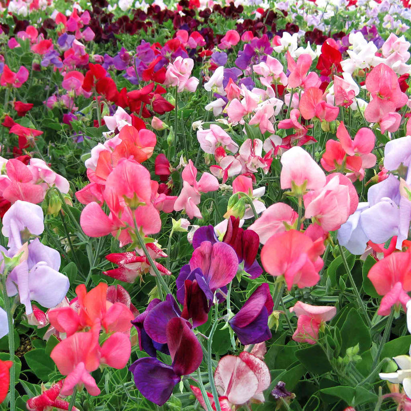 Sweet Pea Seeds 'Cherub Mix'