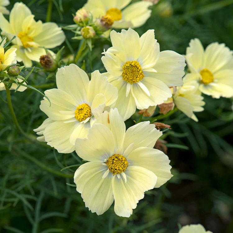 Cosmos Seeds 'Xanthos'