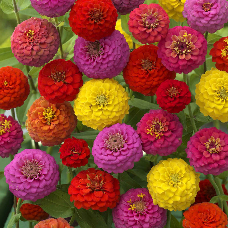 Zinnia Seeds 'Cupid Mix'