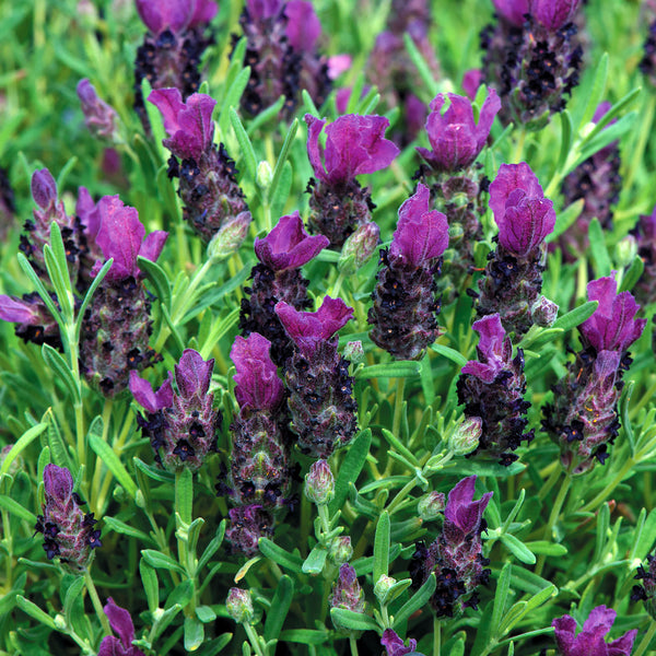 Lavender Seeds 'Bandera Deep Purple'