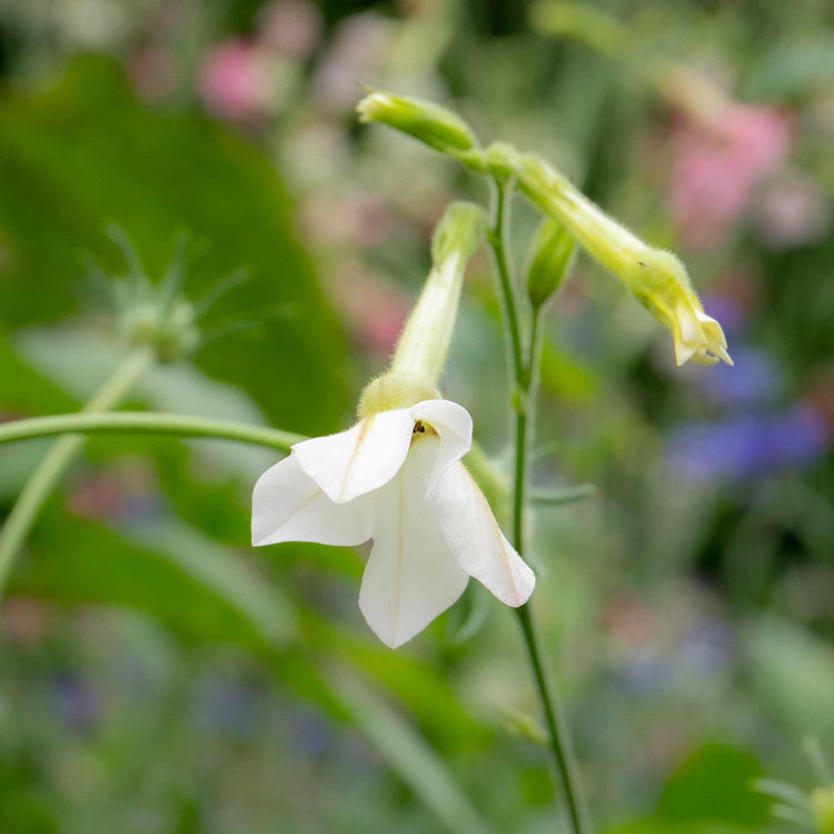 Nicotiana Seeds 'Whisper Mix'