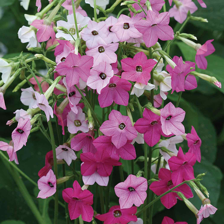 Nicotiana Seeds 'Whisper Mix'