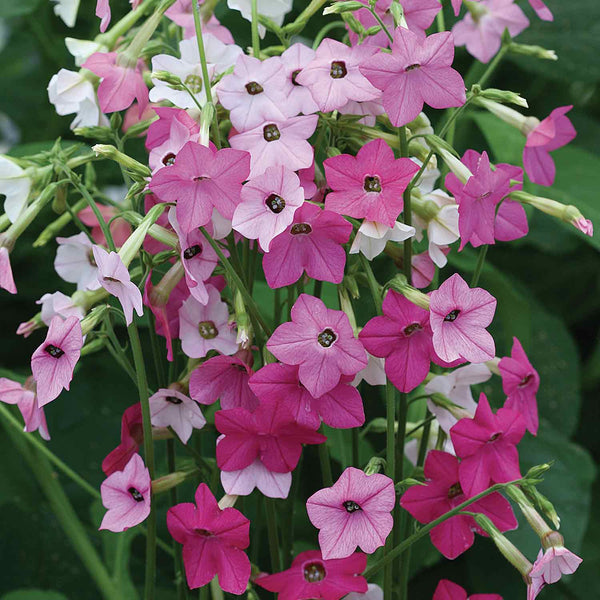 Nicotiana Seeds 'Whisper Mix'