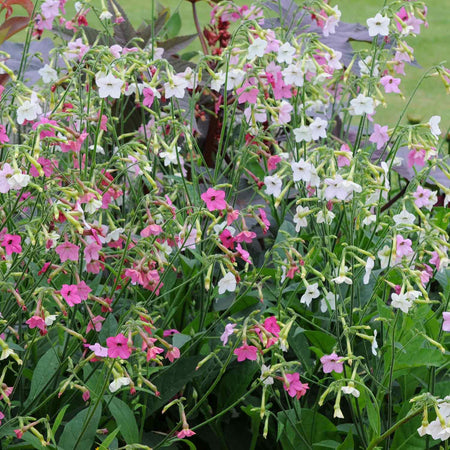 Nicotiana Seeds 'Whisper Mix'