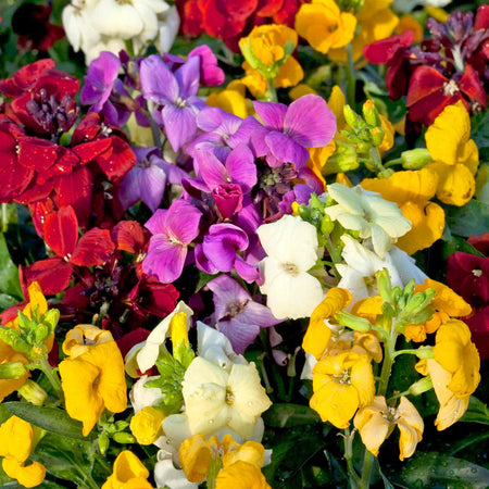 Wallflower 'Sugar Rush Mix'