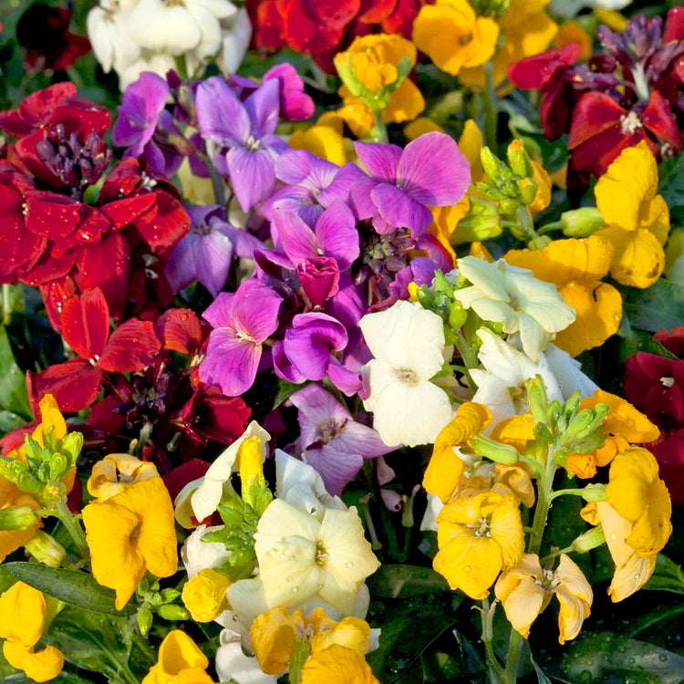 Wallflower 'Sugar Rush Mix'