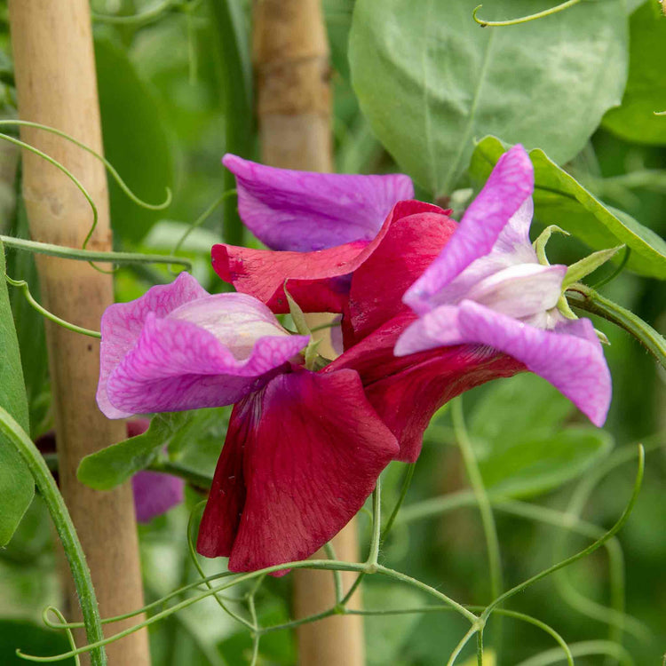 Sweet Pea Seeds 'Fairy Lights'