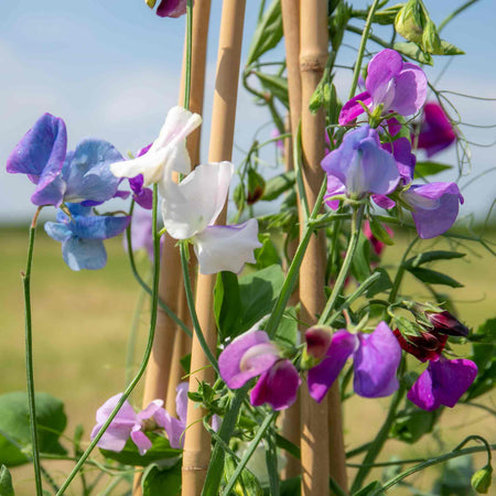 Sweet Pea Seeds 'Fairy Lights'