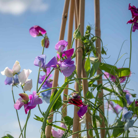 Sweet Pea Seeds 'Fairy Lights'