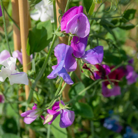 Sweet Pea Seeds 'Fairy Lights'