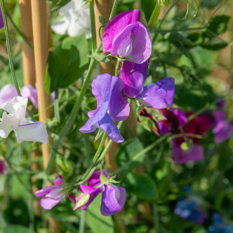 Sweet Pea Seeds 'Fairy Lights'