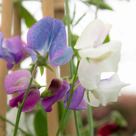 Sweet Pea Seeds 'Fairy Lights'