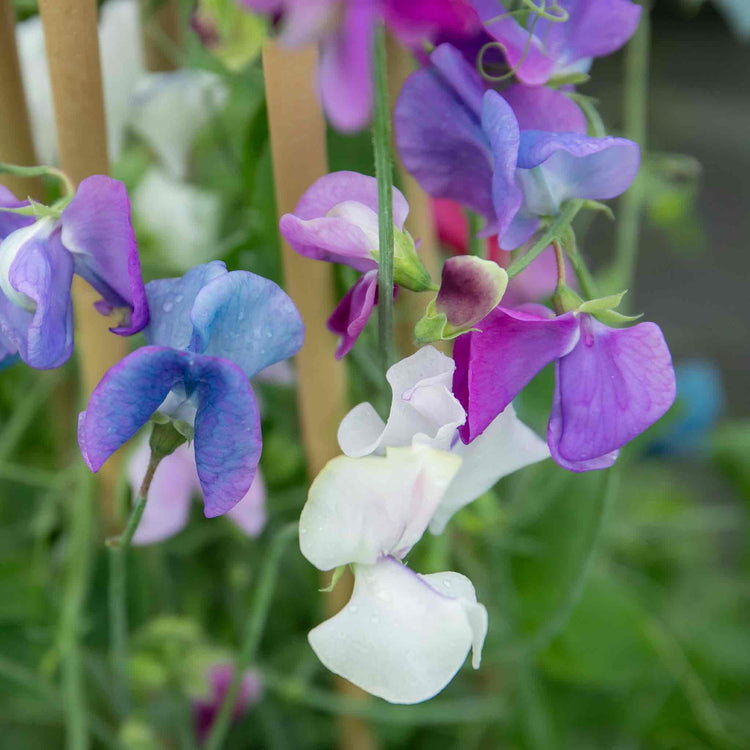 Sweet Pea Seeds 'Fairy Lights'