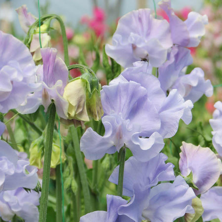 Scent-Tastic Seeds Collection
