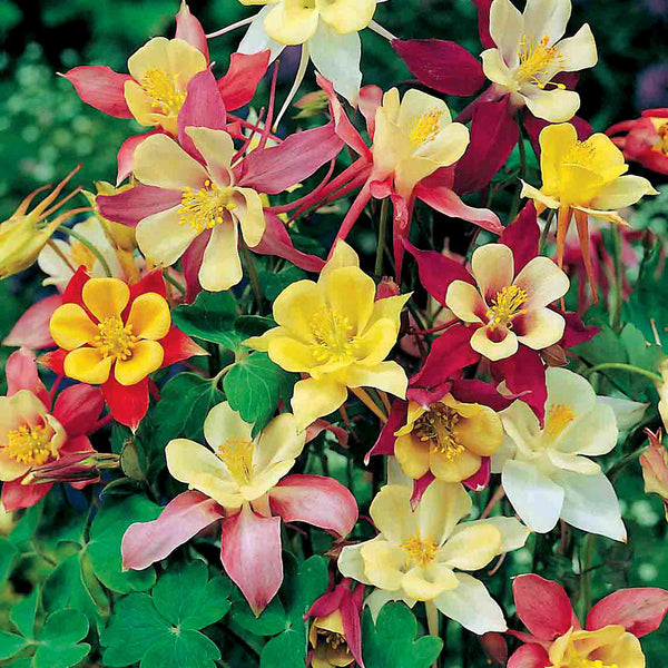 Aquilegia Seeds 'McKana Long Spurred Hybrids'