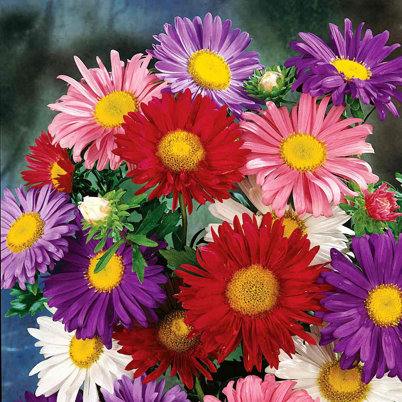 Aster Seeds 'China Mix'