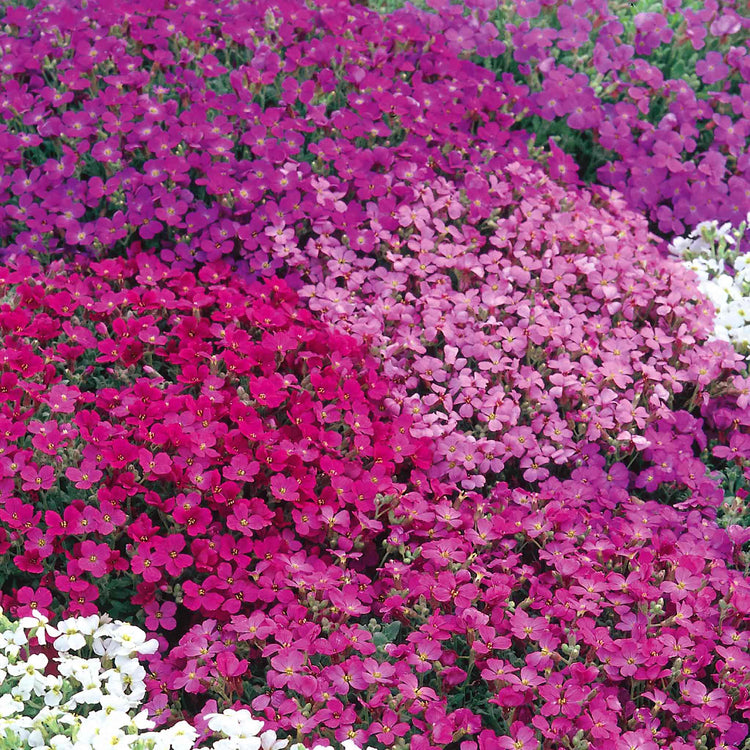 Aubrieta Seeds 'Spring Cascade'