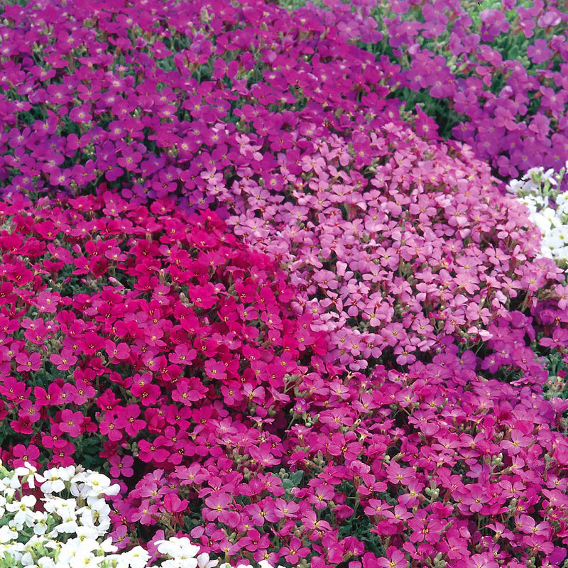 Aubrieta Seeds 'Spring Cascade'