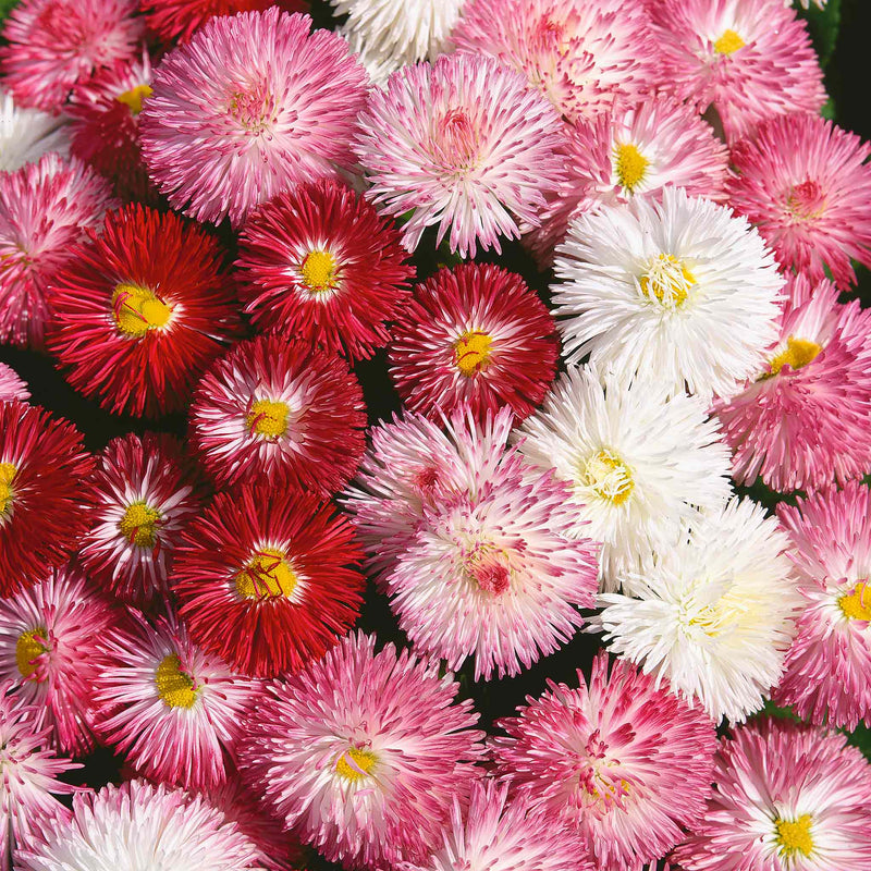 Bellis Seeds 'Clutch of Pearls'