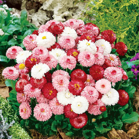 Bellis Seeds 'Clutch of Pearls'