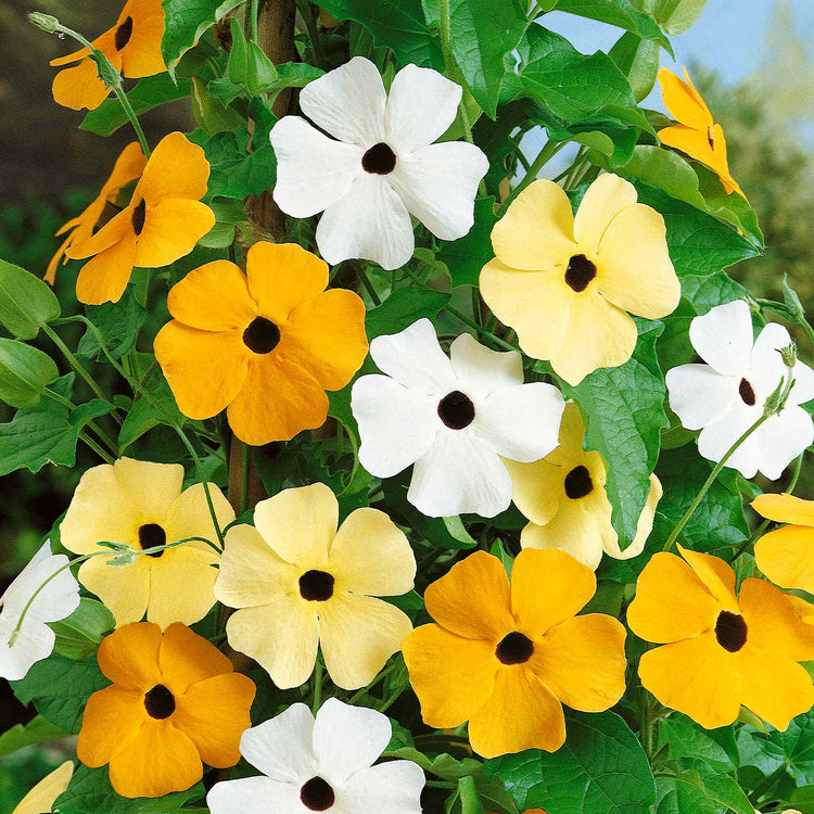 Black Eyed Susan Seeds 'Susie Mix'