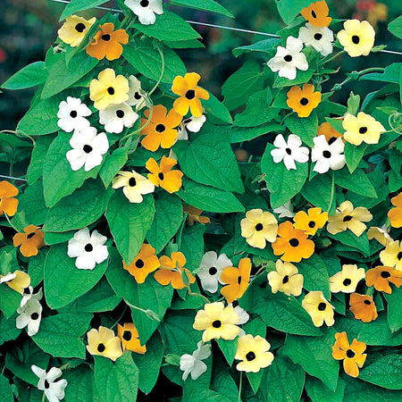 Black Eyed Susan Seeds 'Susie Mix'