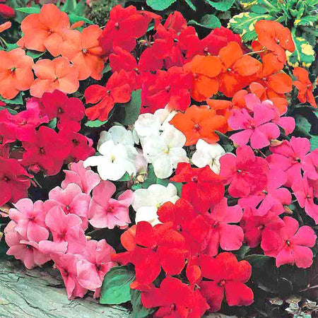 Busy Lizzie Seeds 'Bright Shades'