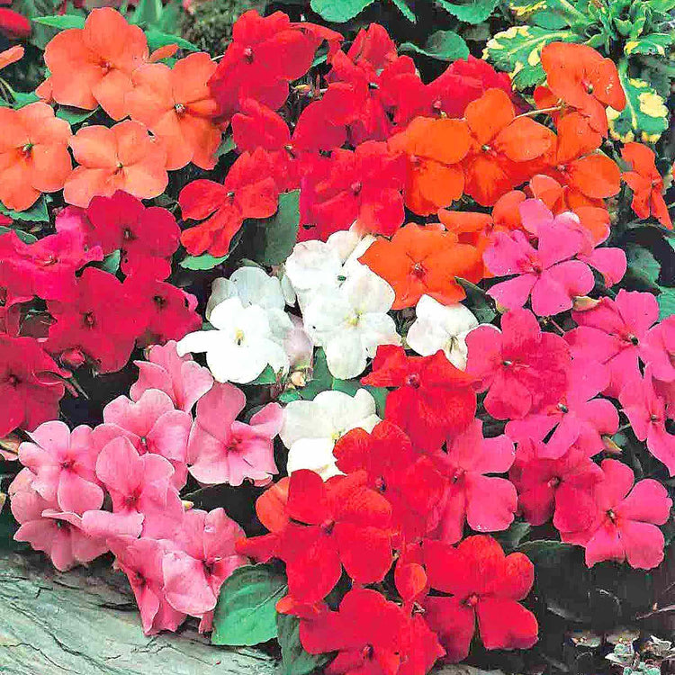 Busy Lizzie Seeds 'Bright Shades'