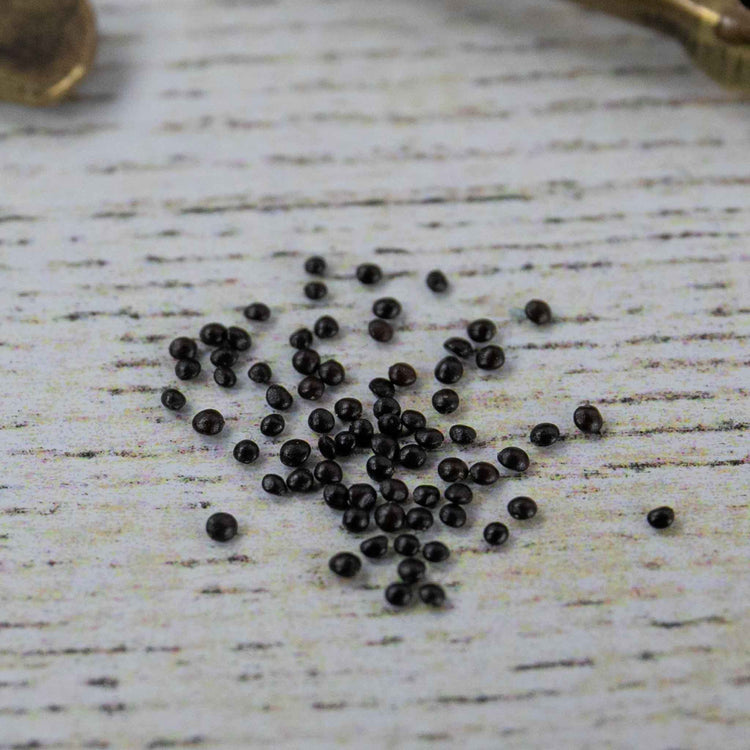 Coleus Seeds 'Warpaint'