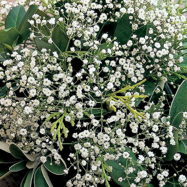 Gypsophila Seeds 'Diamond Spray'