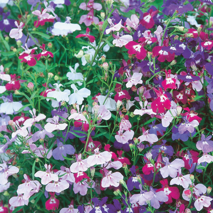 Lobelia Seeds 'Long Flowering Mix'
