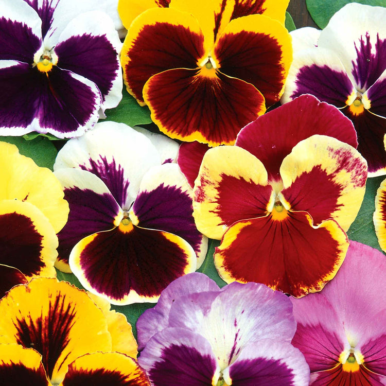 Pansy Seeds 'Swiss Giants Mix'