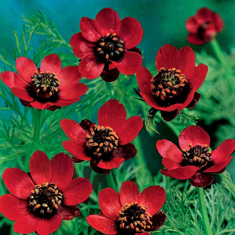 Pheasant's Eye 'Scarlet Chalice'
