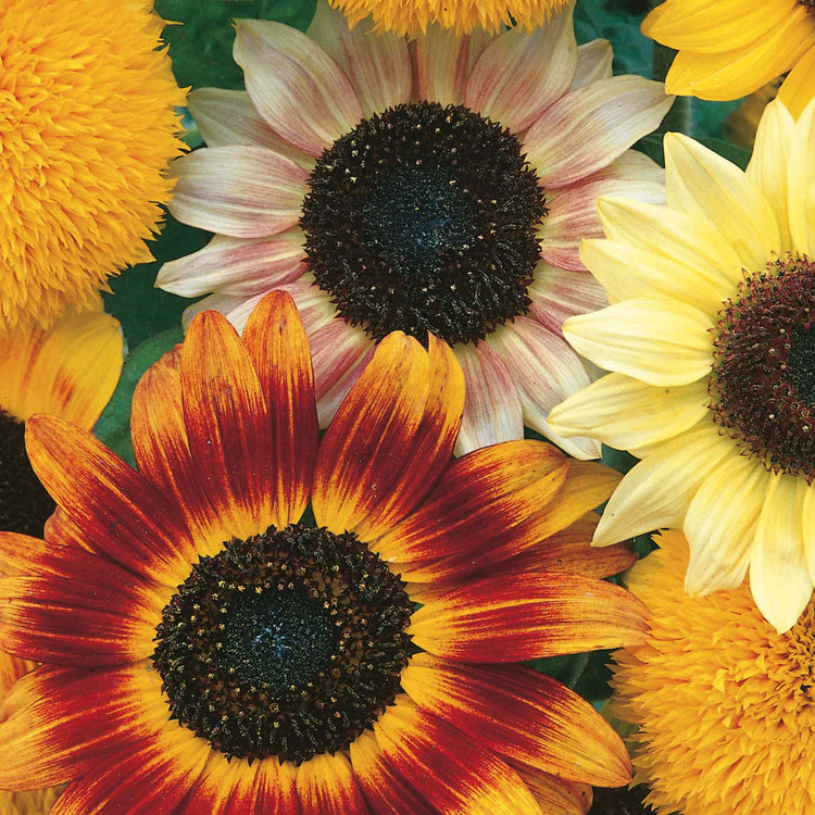 Sunflower Seeds 'Toyshop'