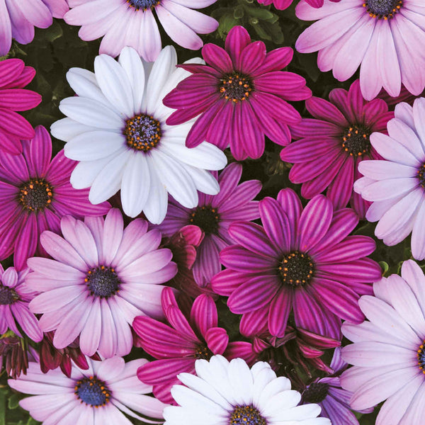 Osteospermum Seeds 'Akila Mix'