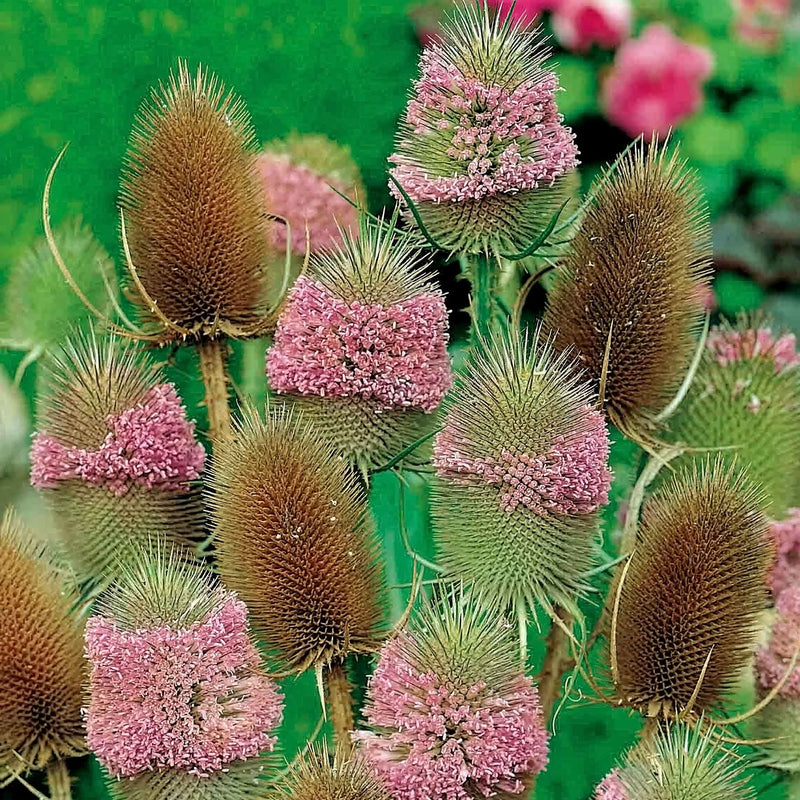 Teasel Seeds 'Winter Bouquet'