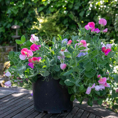 Sweet Pea 'Cupid Mix'