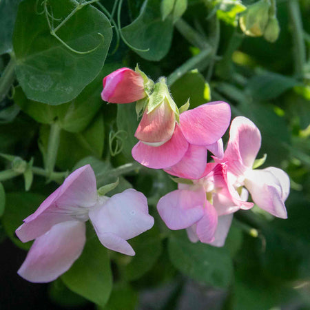 Sweet Pea Seeds 'Cupid Mix'