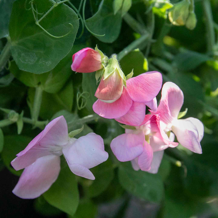 Sweet Pea Seeds 'Cupid Mix'