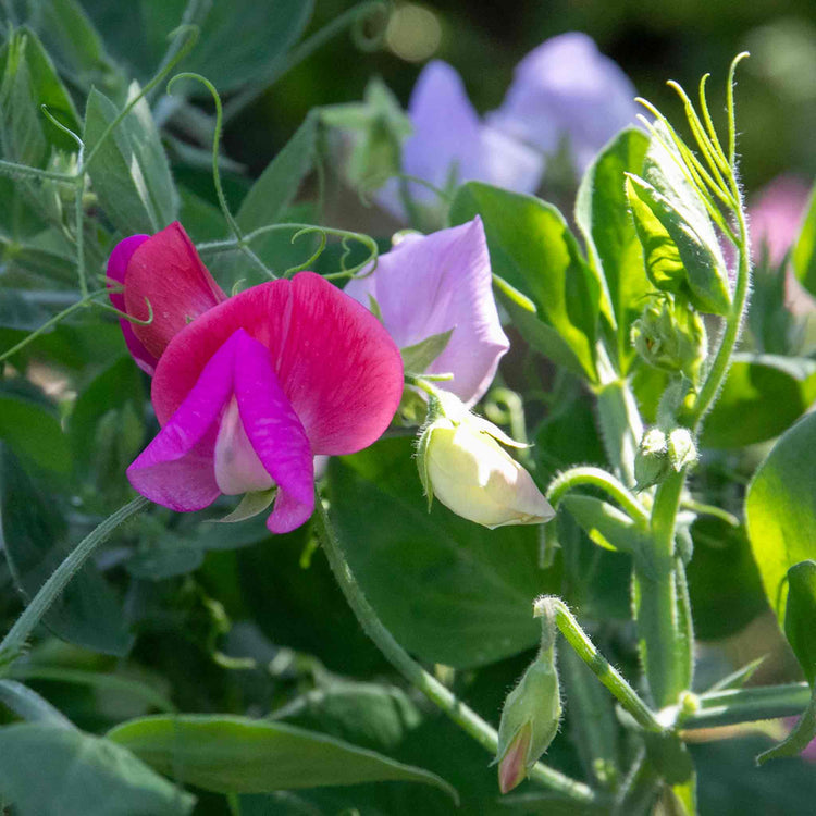 Sweet Pea Seeds 'Cupid Mix'