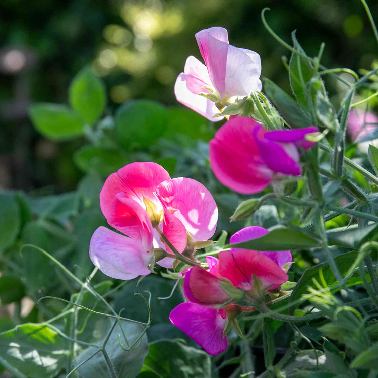 Sweet Pea Seeds 'Cupid Mix'