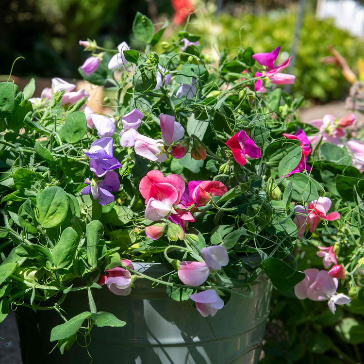 Sweet Pea 'Cupid Mix'