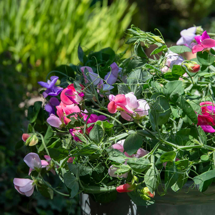Sweet Pea Seeds 'Cupid Mix'