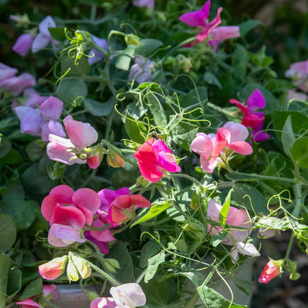 Sweet Pea Seeds 'Cupid Mix'