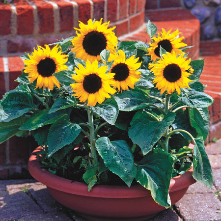 Sunflower Seeds 'Allsorts' 4 in 1 Collection